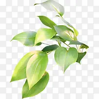 绿色枝叶-空若网 绿色枝叶-空若网