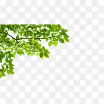 绿叶树枝-空若网 绿叶树枝-空若网