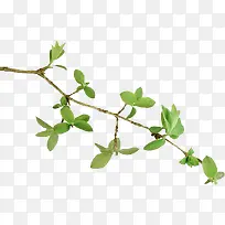 ��ɫ����Ҷ-������