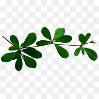 绿色枝叶-空若网 绿色枝叶-空若网
