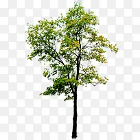 树-空若网 树-空若网