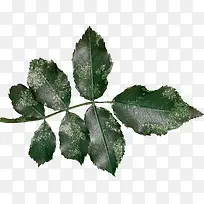 ÂÌɫ֦Ҷ-¿ÕÈôÍø ÂÌɫ֦Ҷ-¿ÕÈôÍø