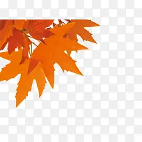 枫叶-空若网 枫叶-空若网