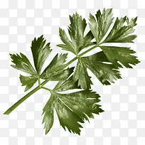 绿色枝叶-空若网 绿色枝叶-空若网