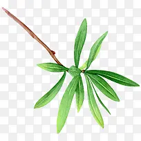 手绘树枝-空若网 手绘树枝-空若网