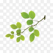 树枝-空若网 树枝-空若网