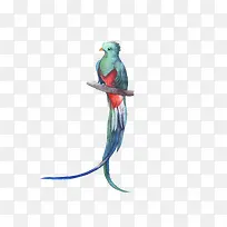 树枝上的水彩鸟-空若网 树枝上的水彩鸟-空若网