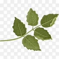 绿色枝叶-空若网 绿色枝叶-空若网