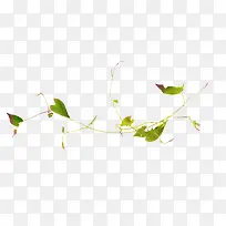 漂亮枝叶-空若网 漂亮枝叶-空若网