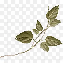 ��ɫ֦Ҷ-������