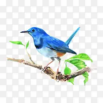 树枝上的小鸟-空若网 树枝上的小鸟-空若网