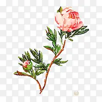 树枝上的花-空若网 树枝上的花-空若网