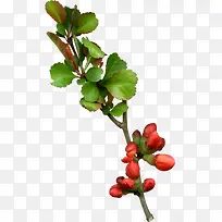 花骨朵绿叶树枝-空若网 花骨朵绿叶树枝-空若网