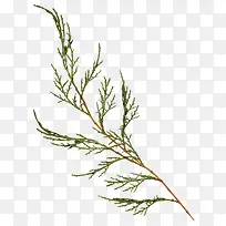 ֦Ҷ-������