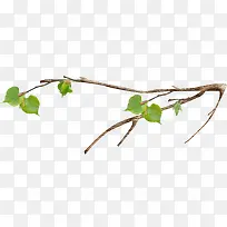 树叶树枝-空若网 树叶树枝-空若网