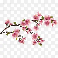 粉色桃花-空若网 粉色桃花-空若网