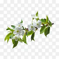 树枝树叶免抠图-空若网 树枝树叶免抠图-空若网