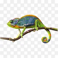 ��ɫ����-������