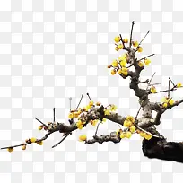 装饰花卉-空若网 装饰花卉-空若网