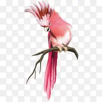 树枝的啄木鸟-空若网 树枝的啄木鸟-空若网