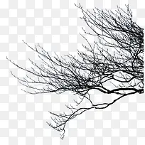 树枝-空若网 树枝-空若网