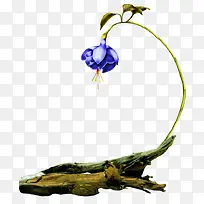 花枝-空若网 花枝-空若网