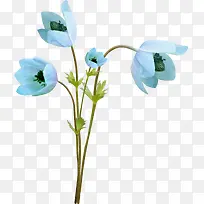 蓝色鲜花-空若网 蓝色鲜花-空若网