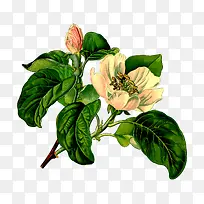 树枝上的花-空若网 树枝上的花-空若网