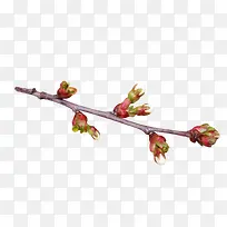 ��ɫ��֦-������