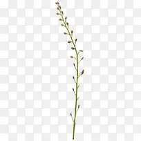 花苞-空若网 花苞-空若网