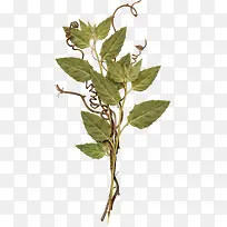 Ê÷֦װÊÎͼ-¿ÕÈôÍø Ê÷֦װÊÎͼ-¿ÕÈôÍø