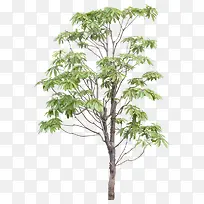 一课小树-空若网 一课小树-空若网