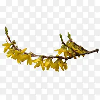 花苞-空若网 花苞-空若网