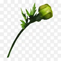 花枝-空若网 花枝-空若网