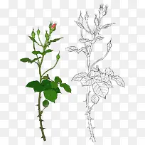 �ֻ���֦-������