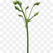 绿色花枝-空若网 绿色花枝-空若网