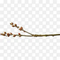 树枝花苞-空若网 树枝花苞-空若网
