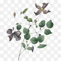 黑色花-空若网 黑色花-空若网