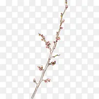 创意花枝-空若网 创意花枝-空若网