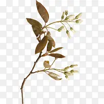 ��֦-������