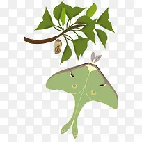 绿色的蝴蝶-空若网 绿色的蝴蝶-空若网