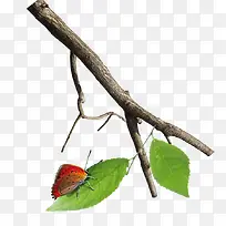 树枝-空若网 树枝-空若网