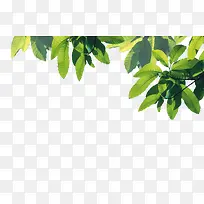 ��ɫ��֦��Ҷװ��ͼ��-������