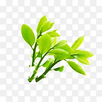 树枝-空若网 树枝-空若网