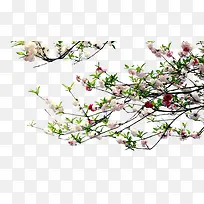 Ê÷Ö¦-¿ÕÈôÍø Ê÷Ö¦-¿ÕÈôÍø