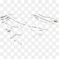 树枝-空若网 树枝-空若网