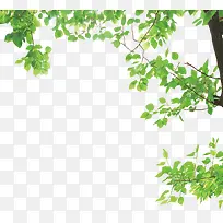 绿色树枝-空若网 绿色树枝-空若网