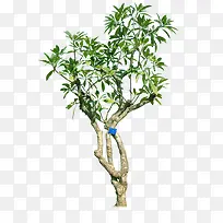 树枝-空若网 树枝-空若网