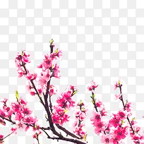 �һ�֦-������