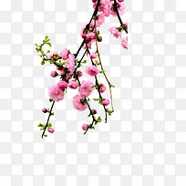 �һ���֦-������